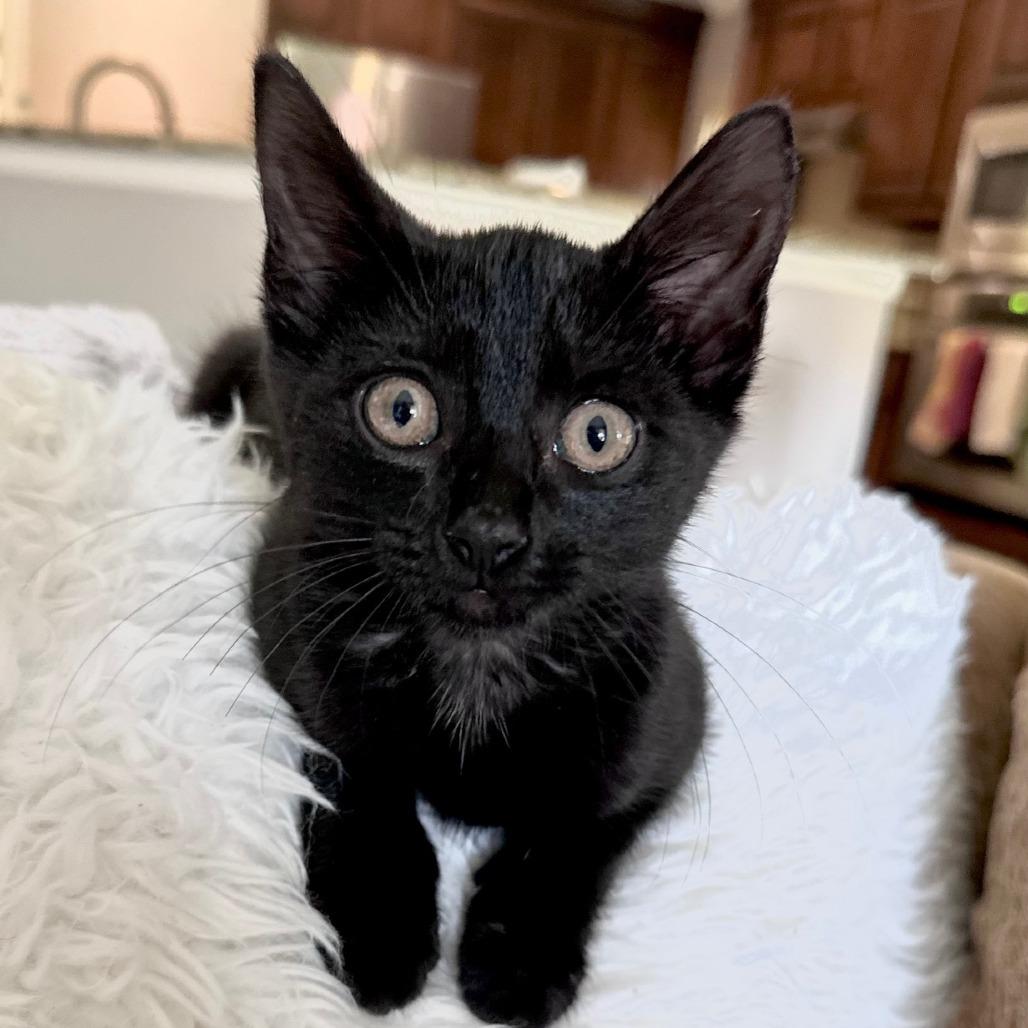 Kitsune, a Adoptable Domestic Medium Hair in Prosper, TX image 3/6