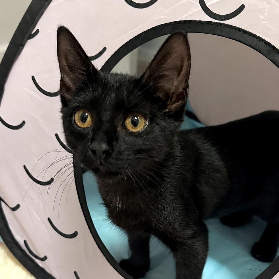 Kitsune, a Adoptable Domestic Medium Hair in Prosper, TX image 4/6