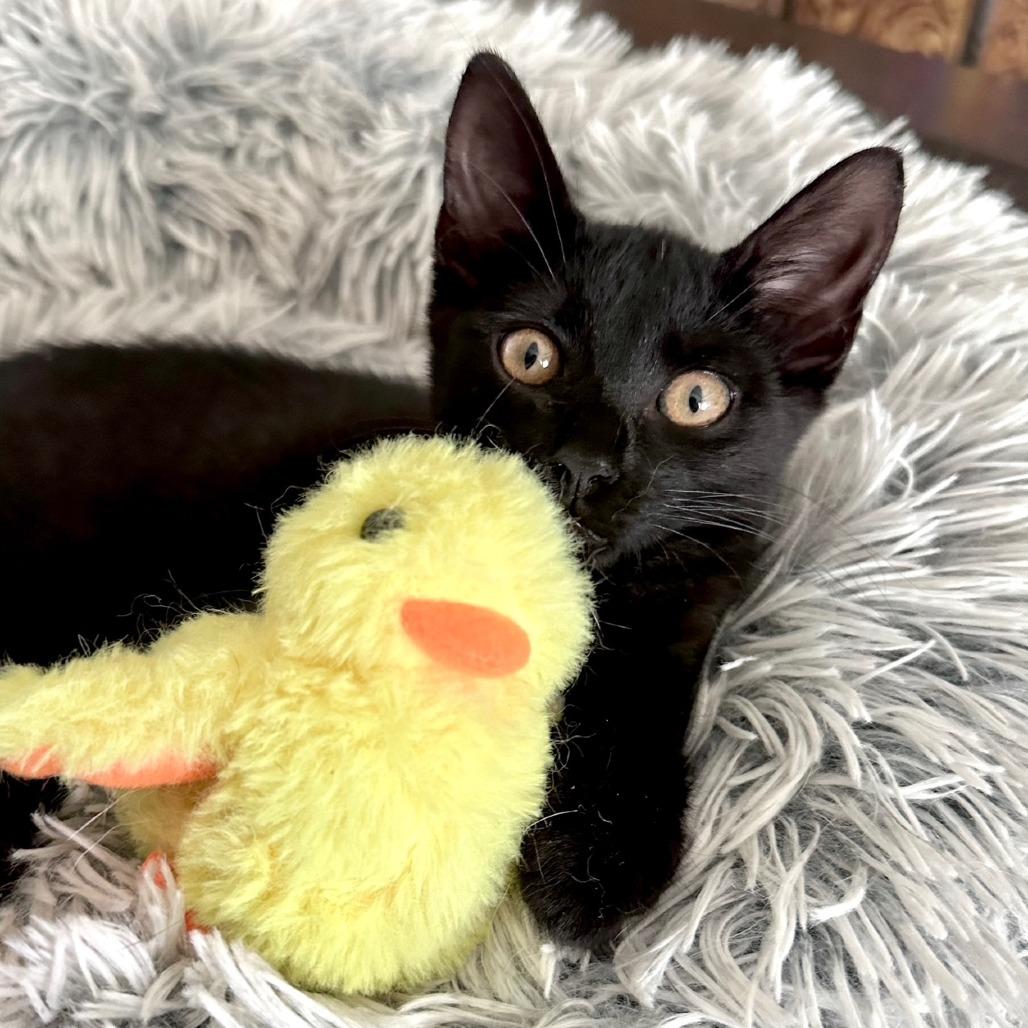 Kitsune, a Adoptable Domestic Medium Hair in Prosper, TX image 5/6