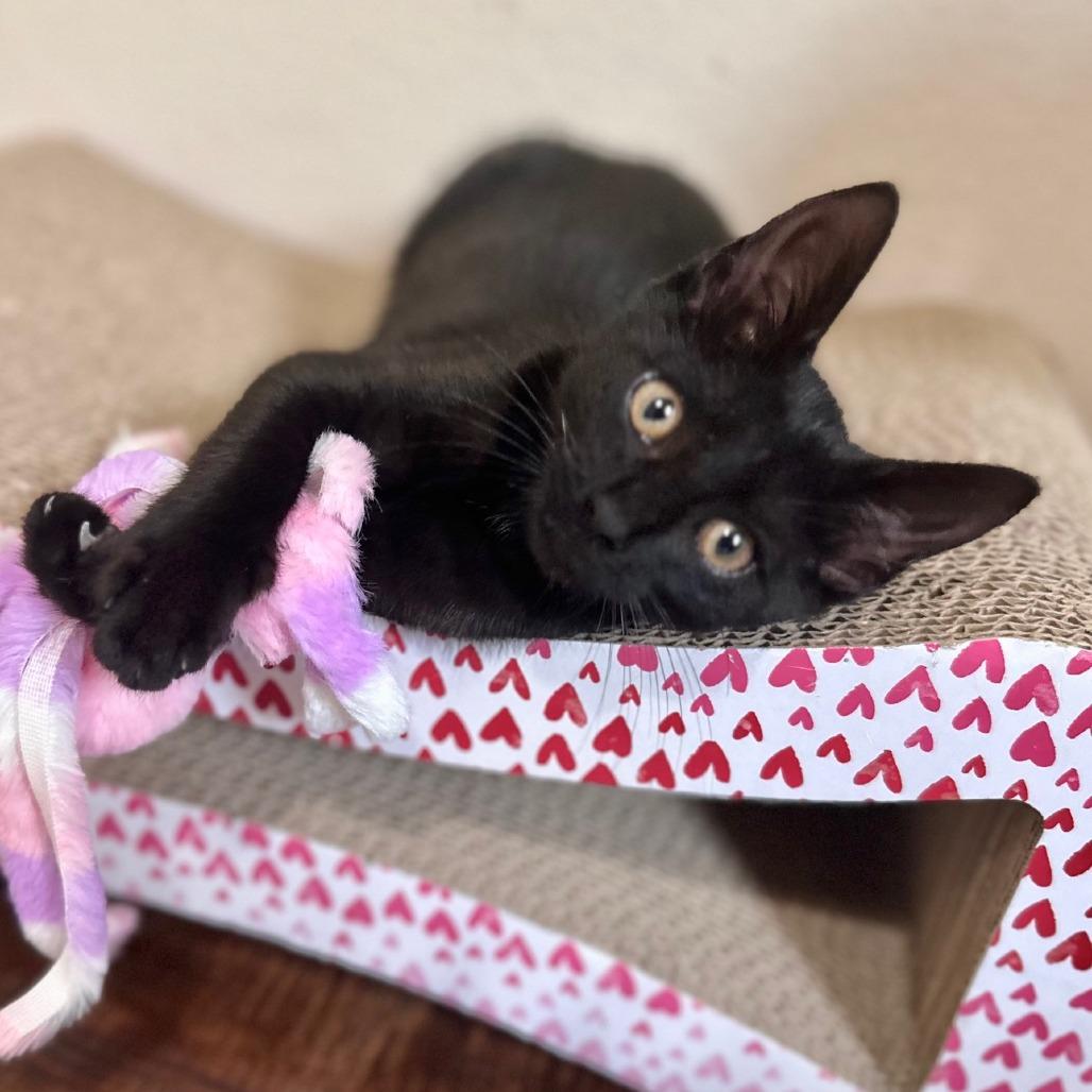 Kitsune, a Adoptable Domestic Medium Hair in Prosper, TX image 6/6
