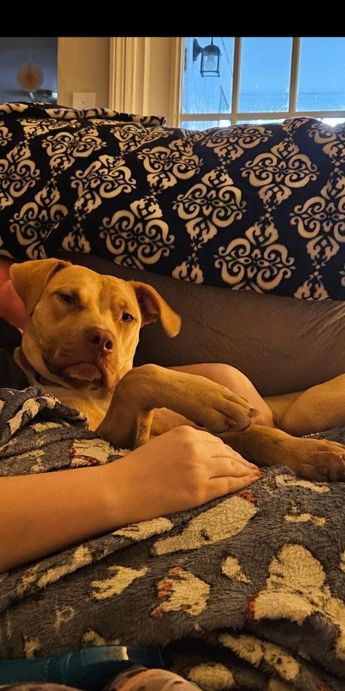 Tater Tot, Adoptable, Adult Female Pit Bull Terrier.