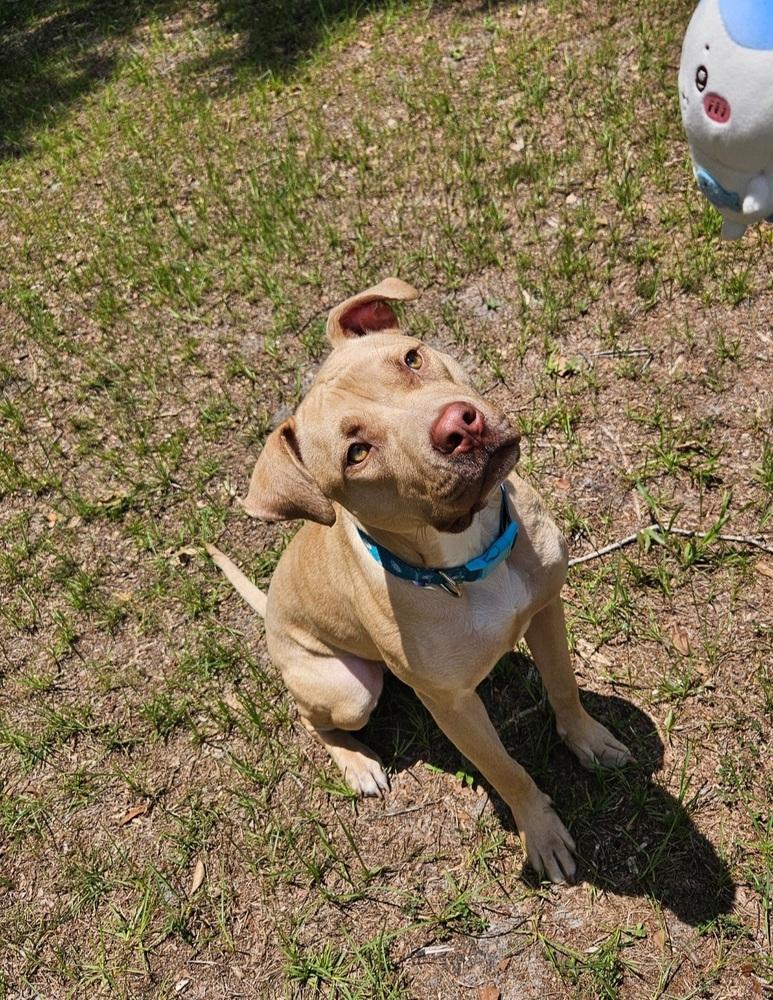 Tater Tot, Adoptable, Adult Female Pit Bull Terrier.