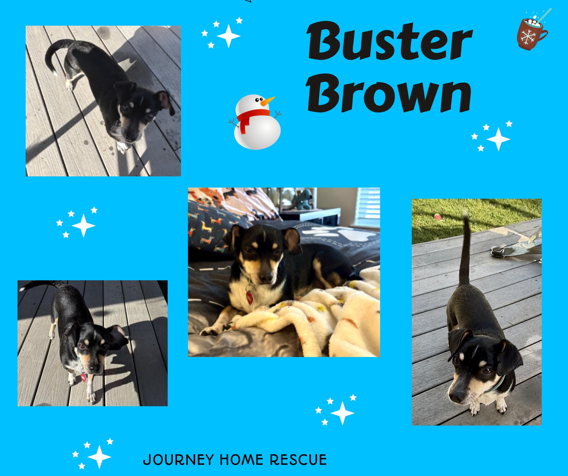 Enlarge Buster Brown, a ADOPTABLE mixed breed in East Wenatchee, WA image 1/1