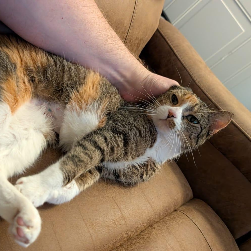 Enlarge Sofia, a ADOPTABLE Calico in Astoria, NY image 5/6
