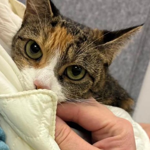 Enlarge Sofia, a ADOPTABLE Calico in Astoria, NY image 3/6