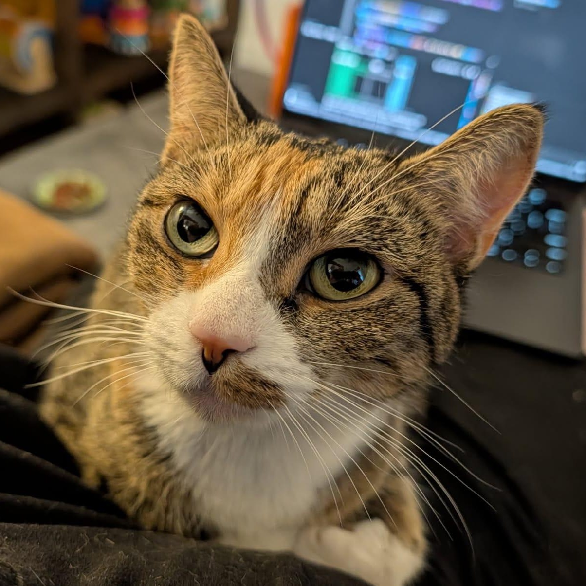 Enlarge Sofia, a ADOPTABLE Calico in Astoria, NY image 2/6