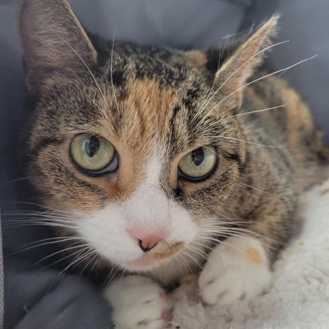 Enlarge Sofia, a ADOPTABLE Calico in Astoria, NY image 6/6