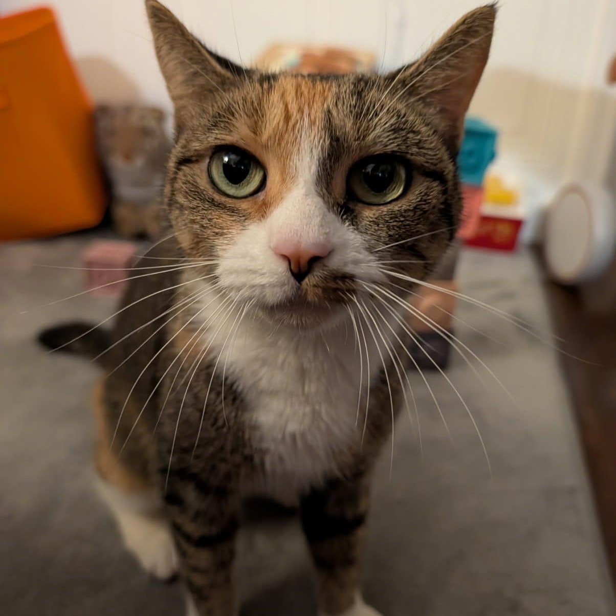 Sofia, ADOPTABLE, Young Female Calico.