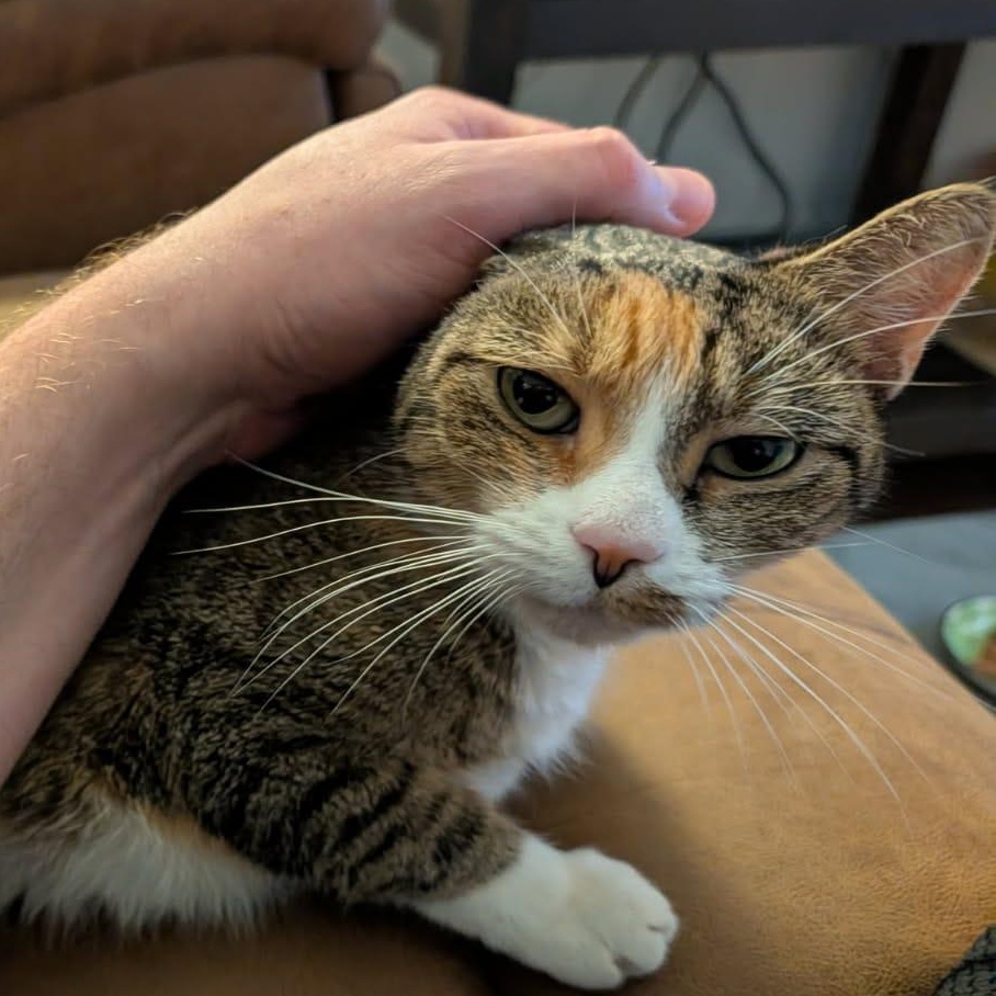 Enlarge Sofia, a ADOPTABLE Calico in Astoria, NY image 4/6