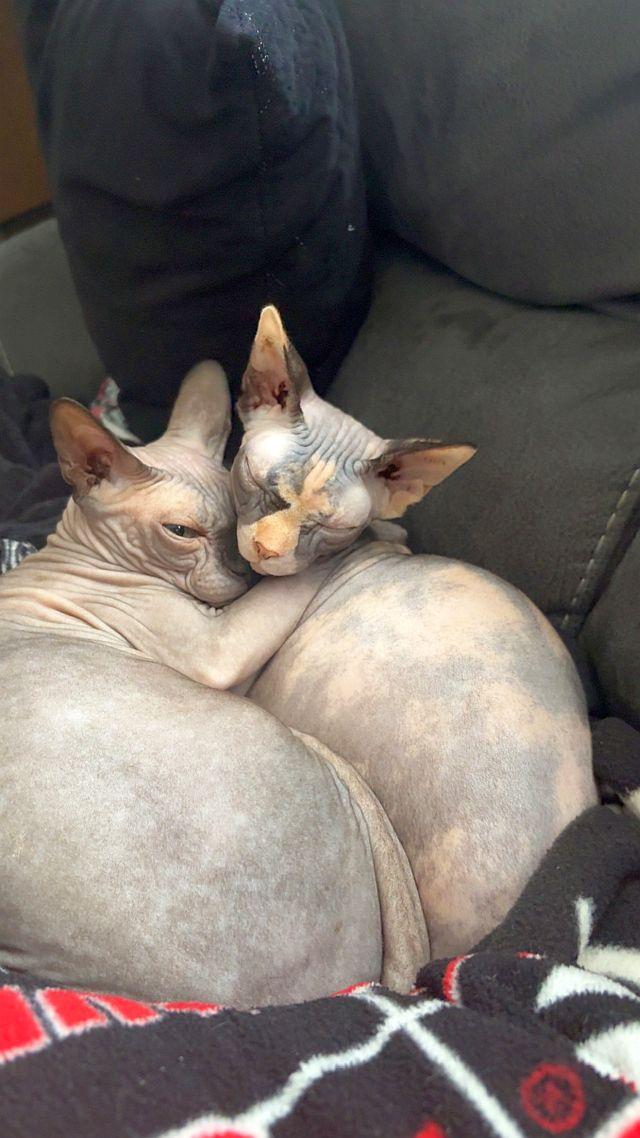 Enlarge DOBBY, a Adopted Sphynx / Hairless Cat in Powder Springs, GA image 2/2