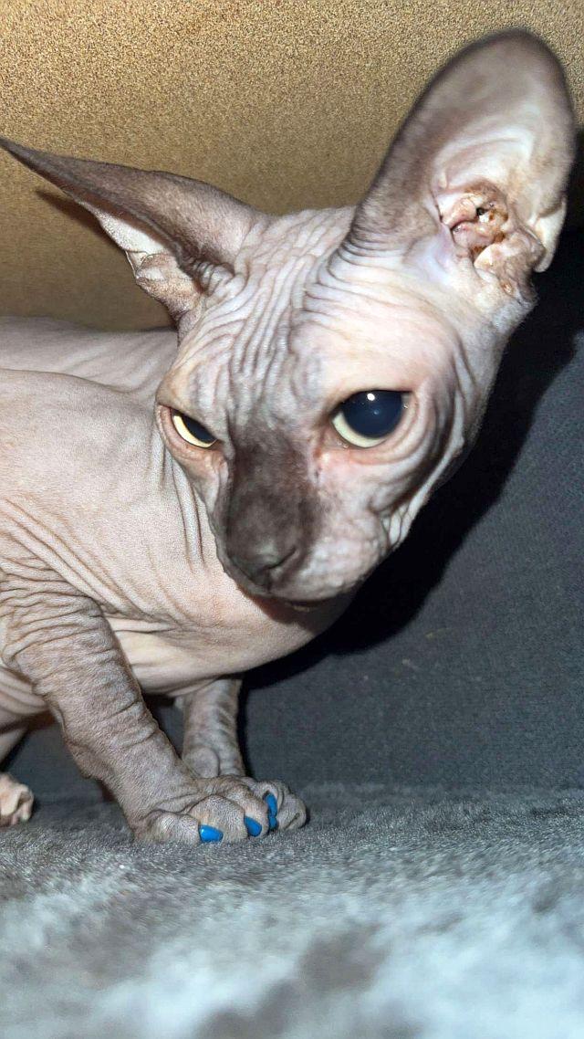 Enlarge DOBBY, a Adopted Sphynx / Hairless Cat in Powder Springs, GA image 1/2