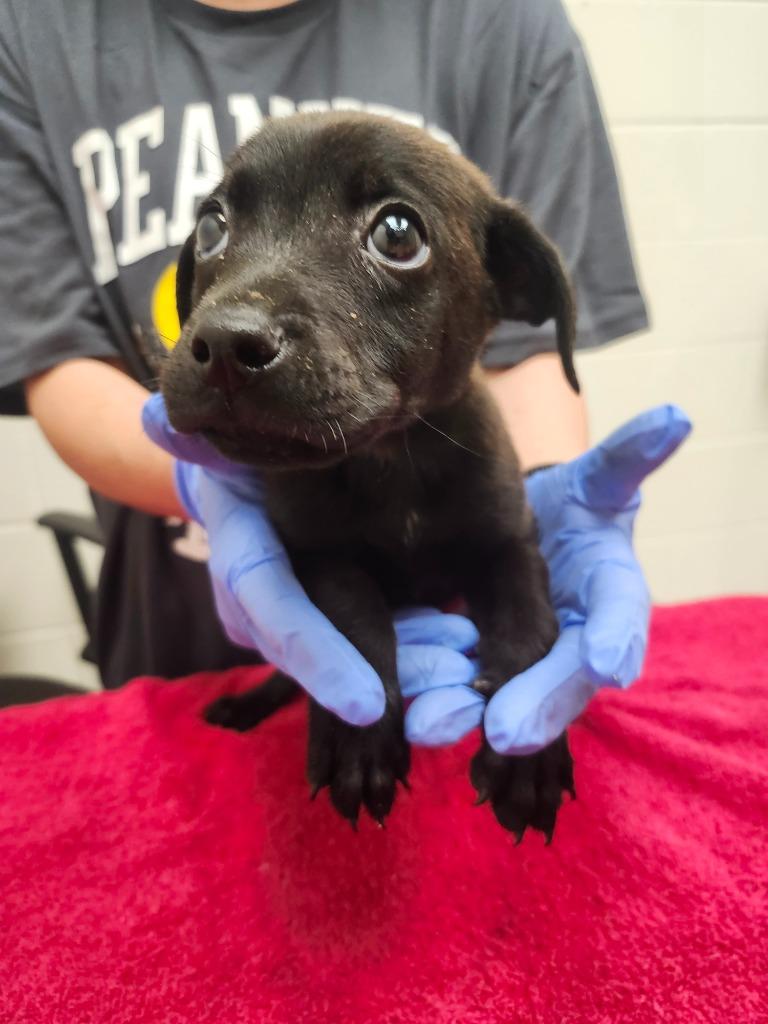 Draco / AC 27361 A / King, Adoptable, Puppy Male Hound & Pit Bull Terrier.