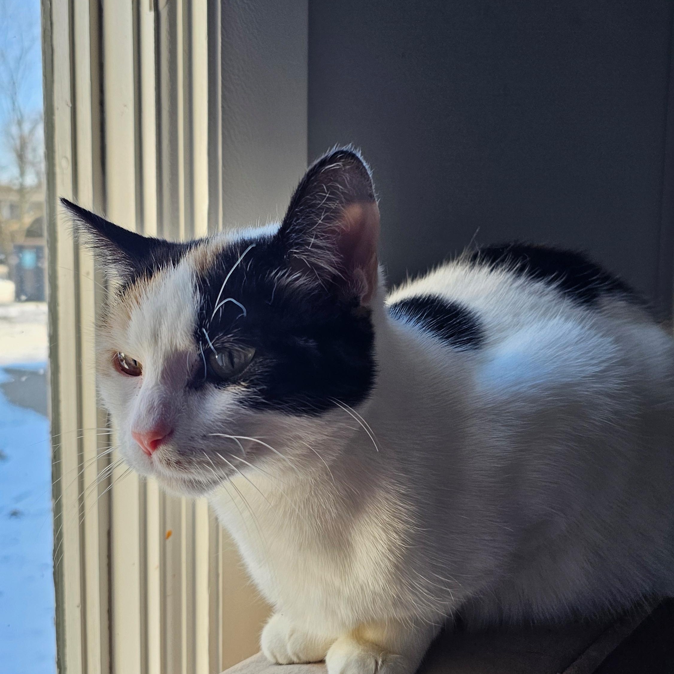 Princess Bubblegum, Adoptable, Adult Female Calico.