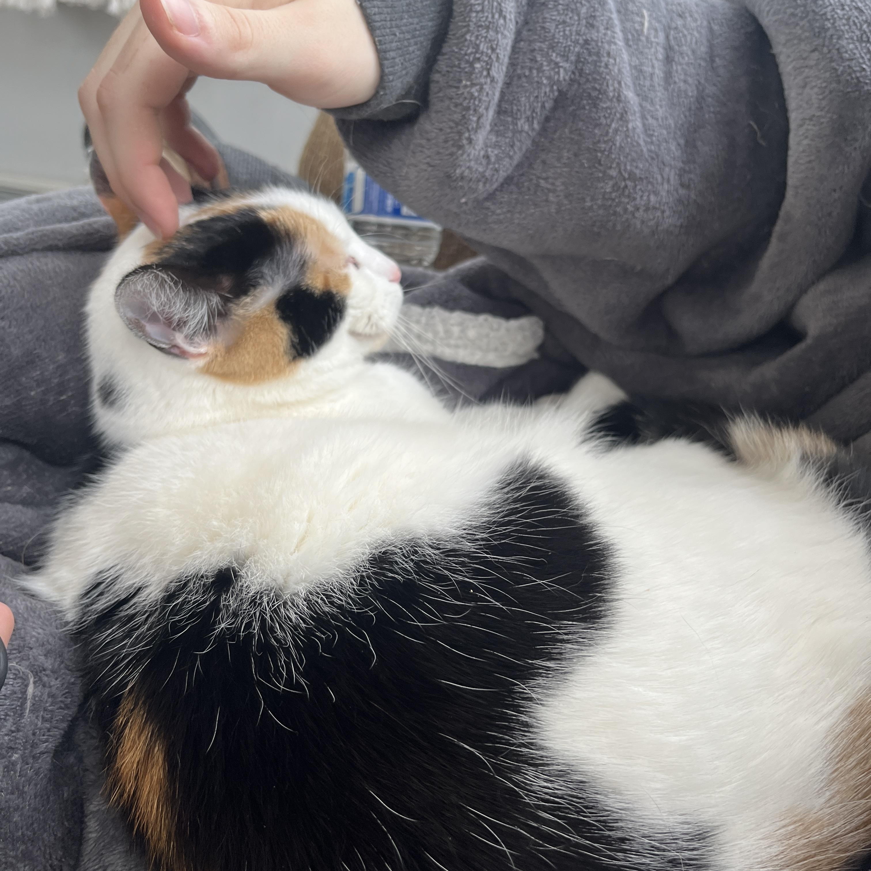 Princess Bubblegum, a Adoptable Calico in Highland, IN image 2/4