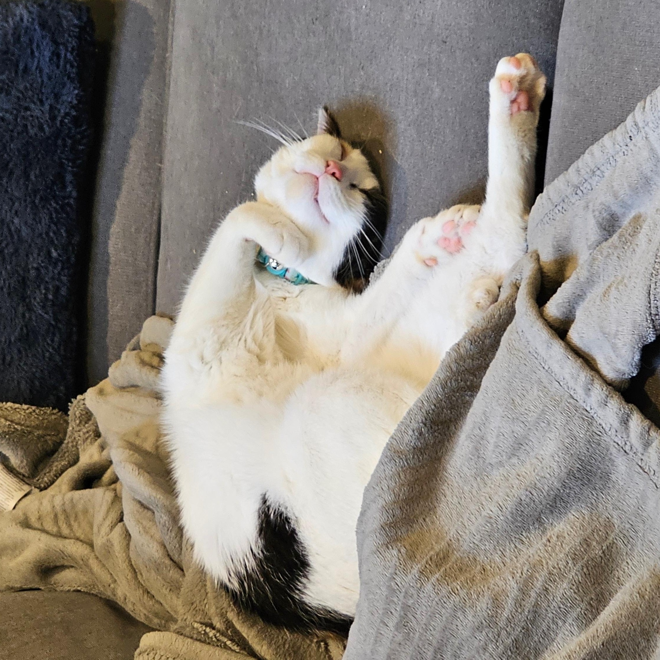 Princess Bubblegum, a Adoptable Calico in Highland, IN image 3/4