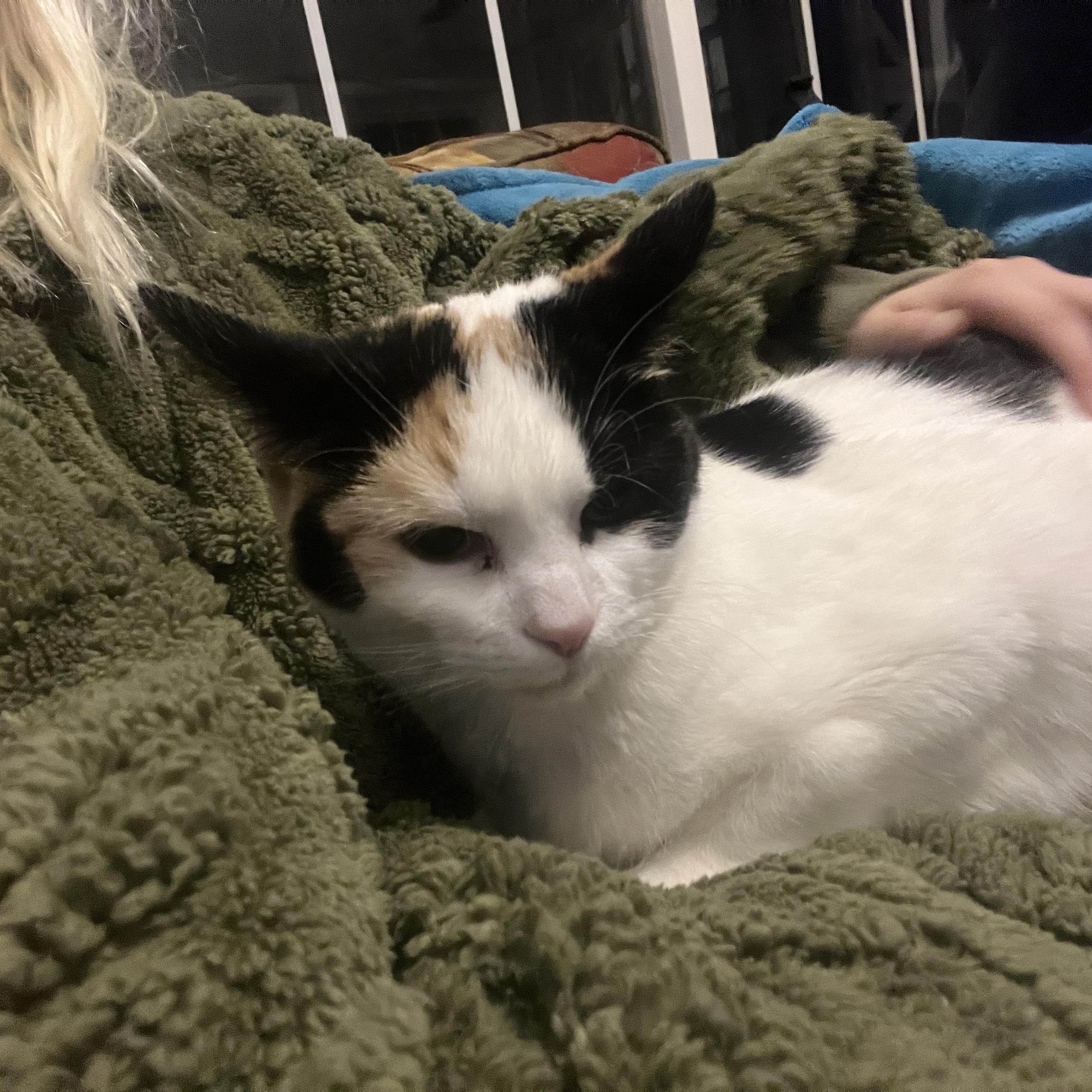 Princess Bubblegum, a Adoptable Calico in Highland, IN image 4/4