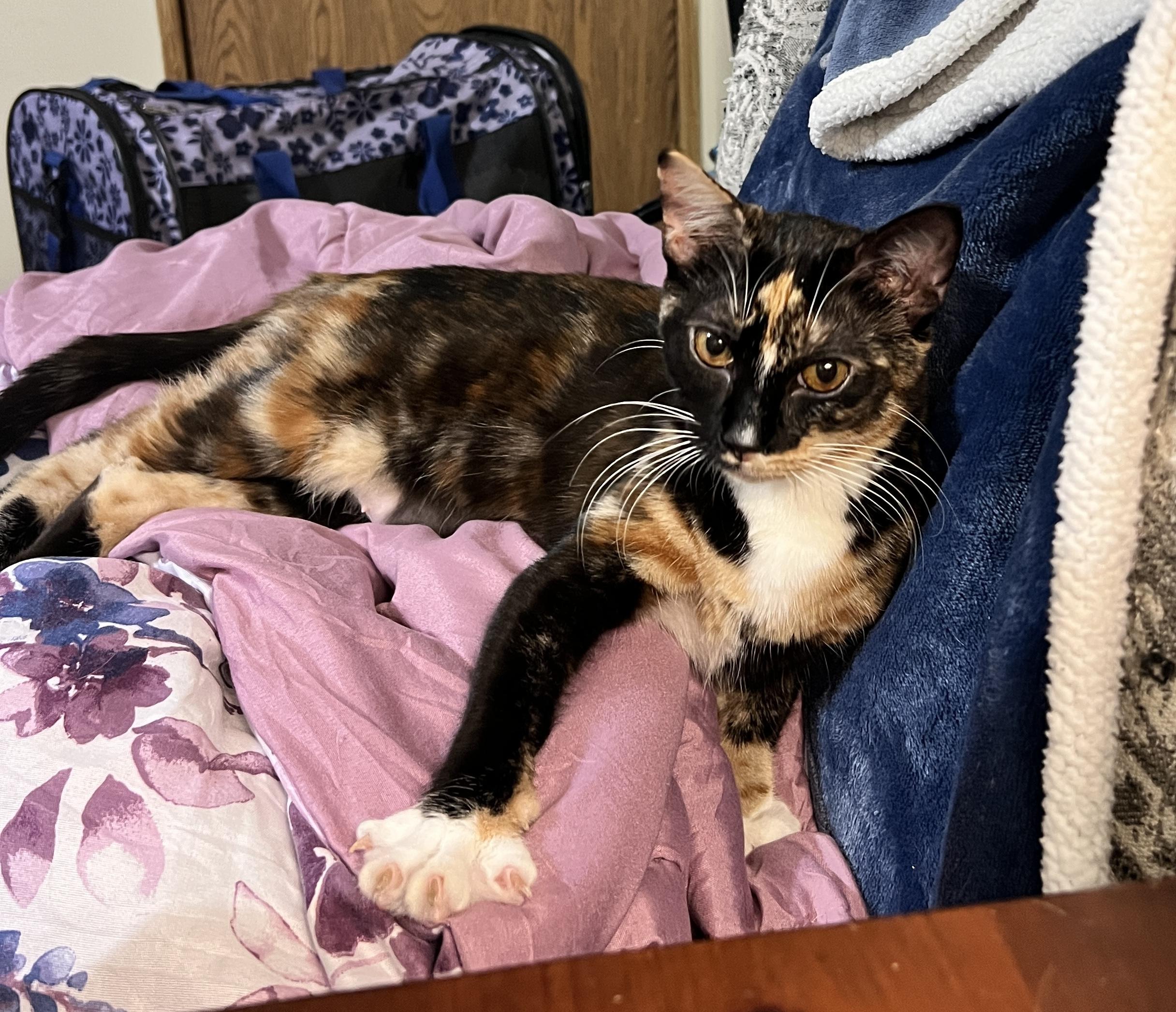 Tallie, ADOPTABLE, Young Female Calico.