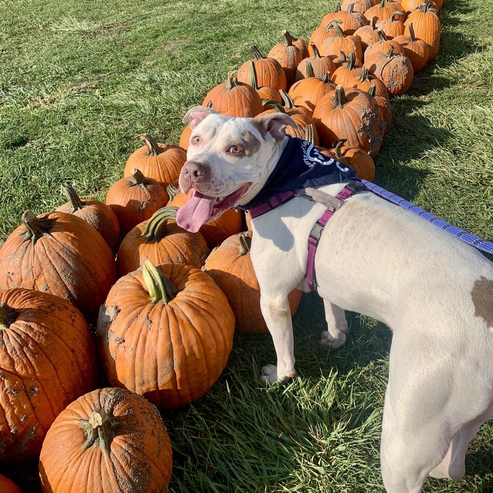 Leo, Adoptable, Adult Male American Staffordshire Terrier.