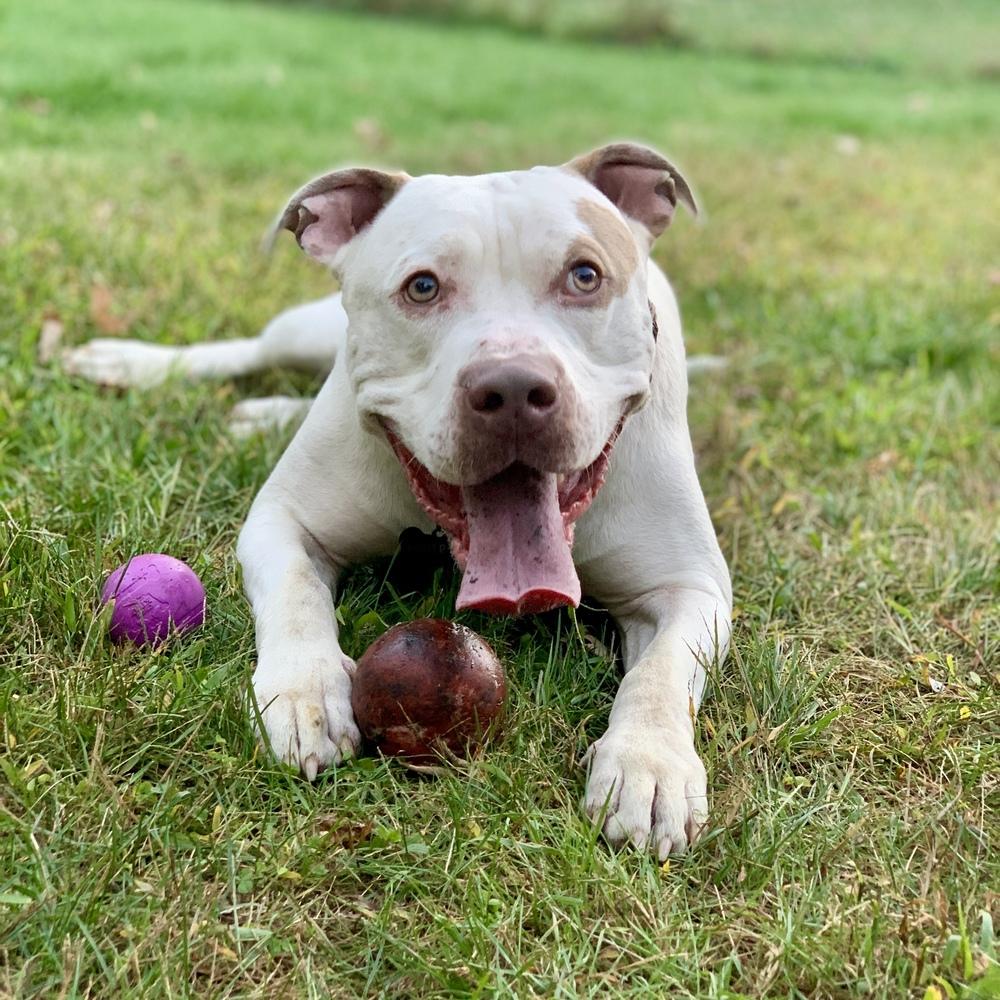 Enlarge Leo, a Adoptable mixed breed image 2/6