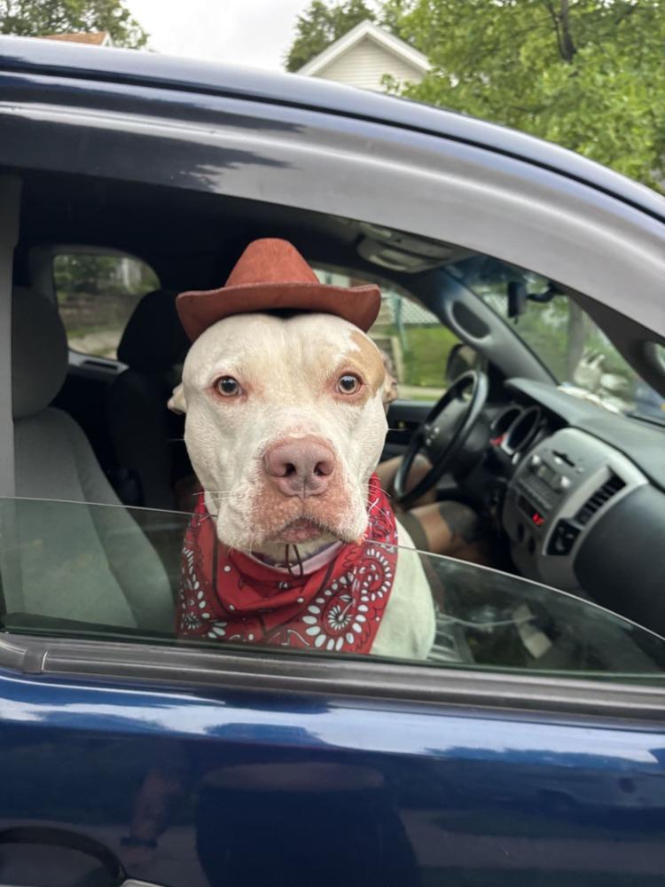 Enlarge Leo, a Adoptable mixed breed image 3/6