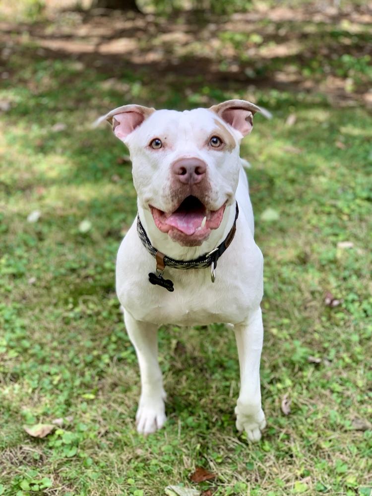 Enlarge Leo, a Adoptable mixed breed image 4/6