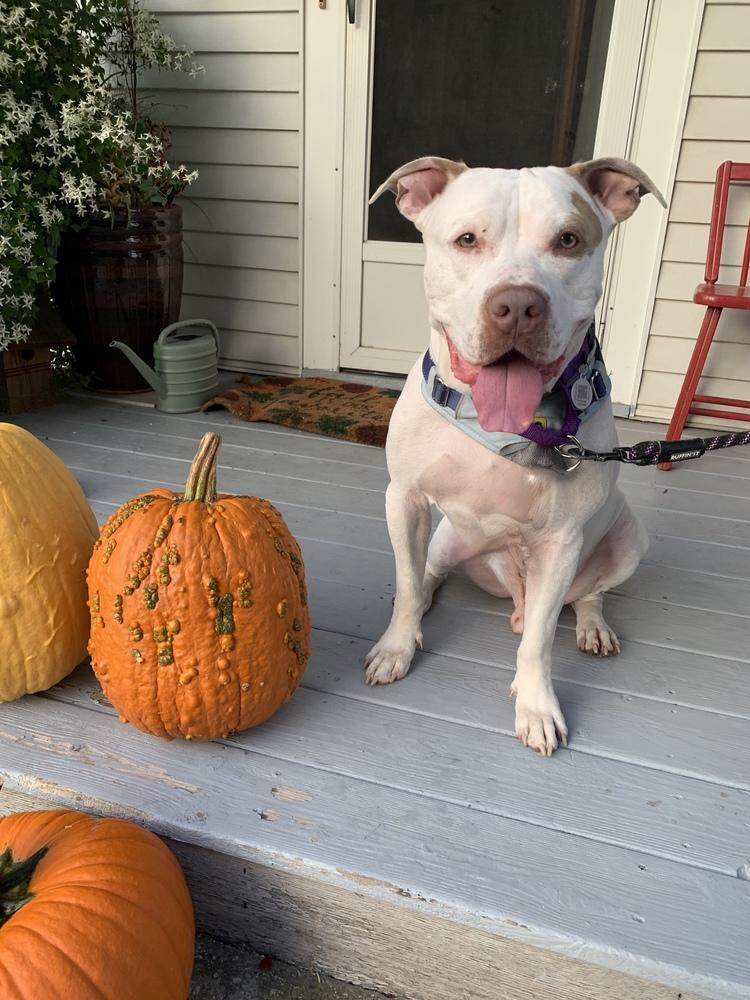 Enlarge Leo, a Adoptable mixed breed image 5/6