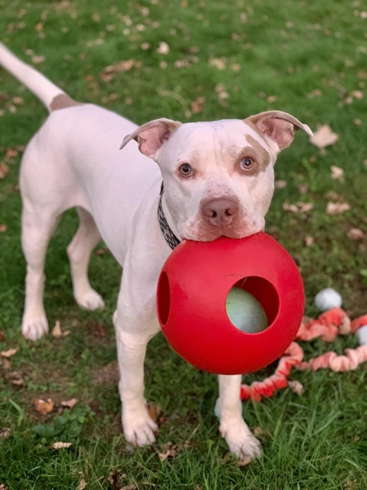 Enlarge Leo, a Adoptable mixed breed image 6/6