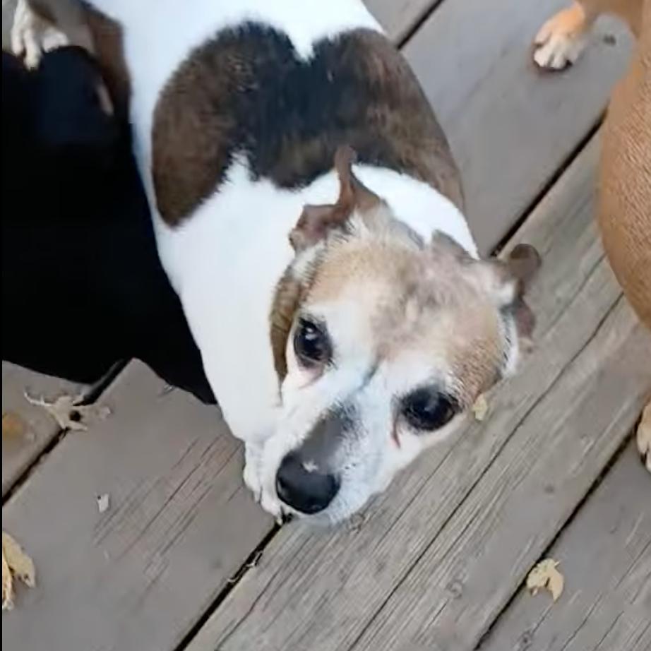 Enlarge Bandit, a Adoptable Rat Terrier in Olathe, KS image 2/2