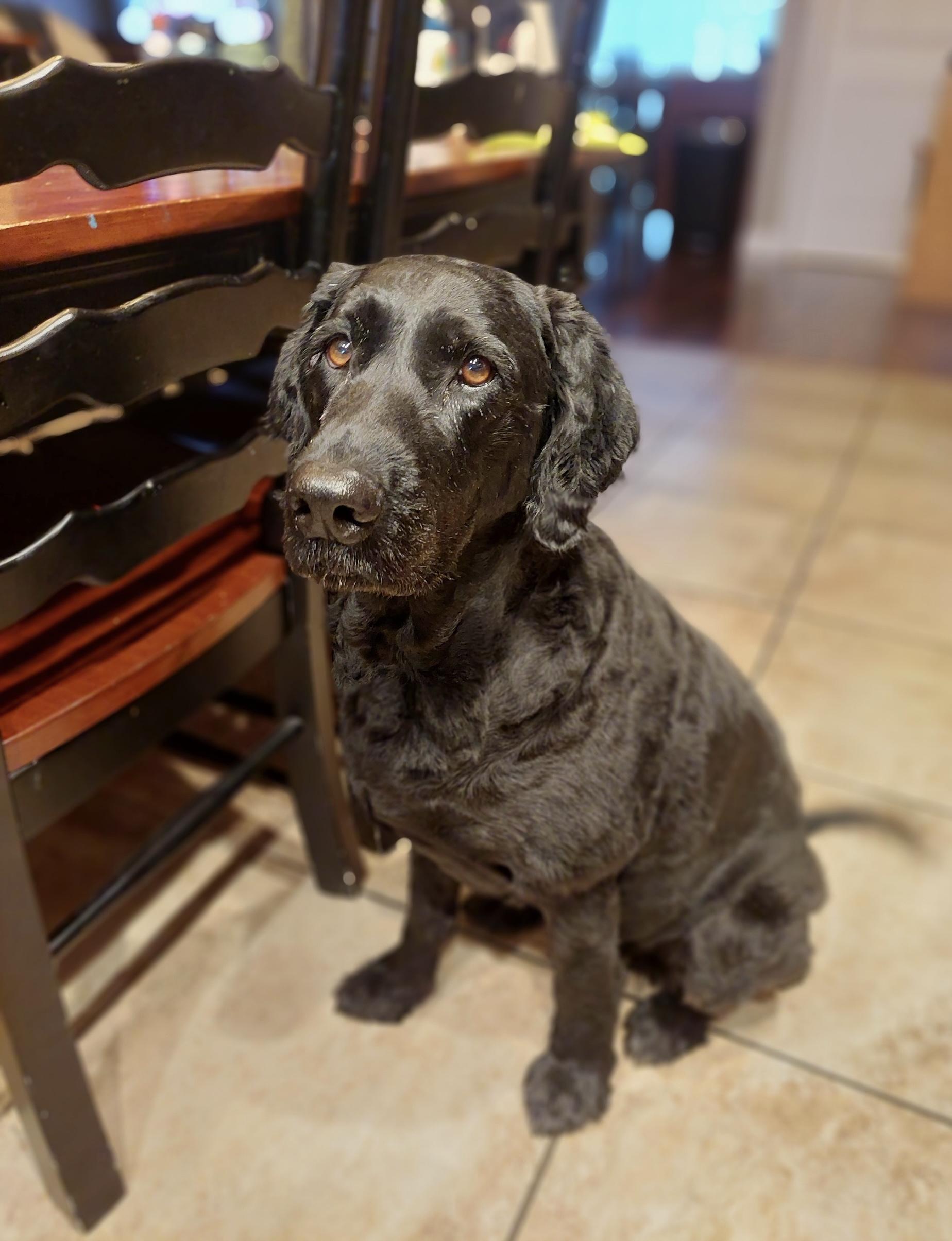 Bella, Adoptable, Senior Female Labrador Retriever & Standard Poodle.
