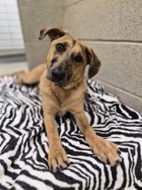 Harlow, a ADOPTABLE mixed breed in Woodstock, IL image 2/3