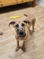 Enlarge Harlow, a ADOPTABLE mixed breed in Woodstock, IL image 1/3