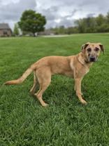 Harlow, a ADOPTABLE mixed breed in Woodstock, IL image 3/3