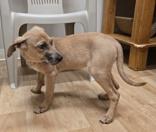 Enlarge Harlow, a ADOPTABLE mixed breed in Woodstock, IL image 3/3