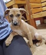 Enlarge Harlow, a ADOPTABLE mixed breed in Woodstock, IL image 2/3