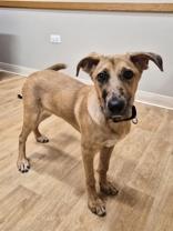 Enlarge Harlow, a ADOPTABLE mixed breed in Woodstock, IL image 2/3