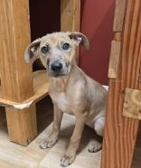 Harlow, ADOPTABLE, Puppy Female Australian Shepherd & Labrador Retriever.