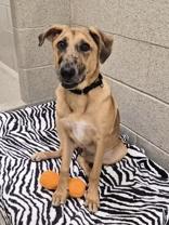 Harlow, a ADOPTABLE mixed breed in Woodstock, IL image 1/3