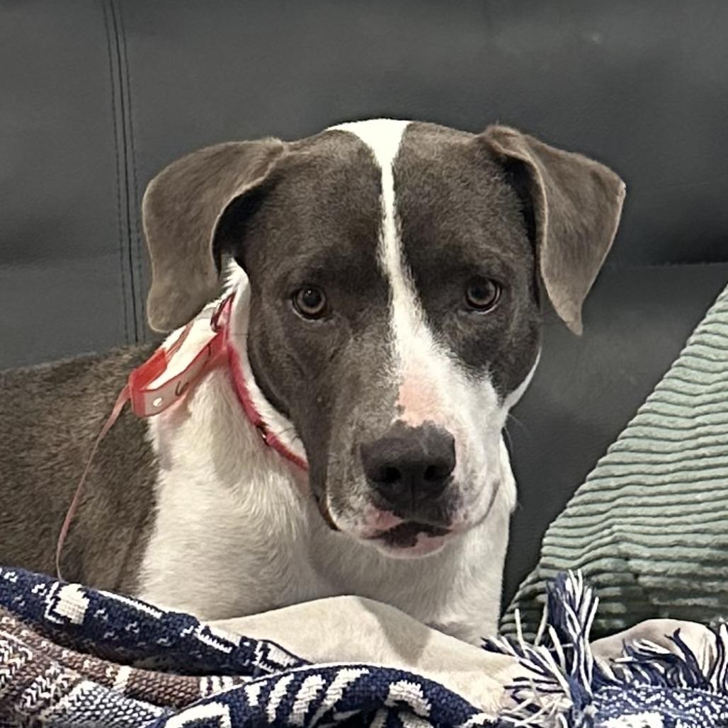 6 (2026) Missy Moo Moo, Adoptable, Young Female Pit Bull Terrier.