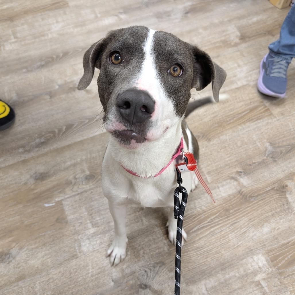 Enlarge 6 (2026) Missy Moo Moo, a Adoptable Pit Bull Terrier in Parker, CO image 2/6