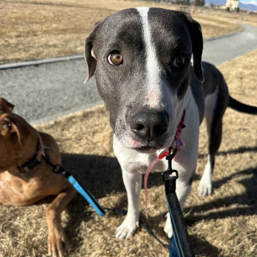 Enlarge 6 (2026) Missy Moo Moo, a Adoptable Pit Bull Terrier in Parker, CO image 3/6