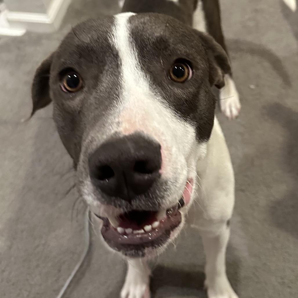 Enlarge 6 (2026) Missy Moo Moo, a Adoptable Pit Bull Terrier in Parker, CO image 4/6