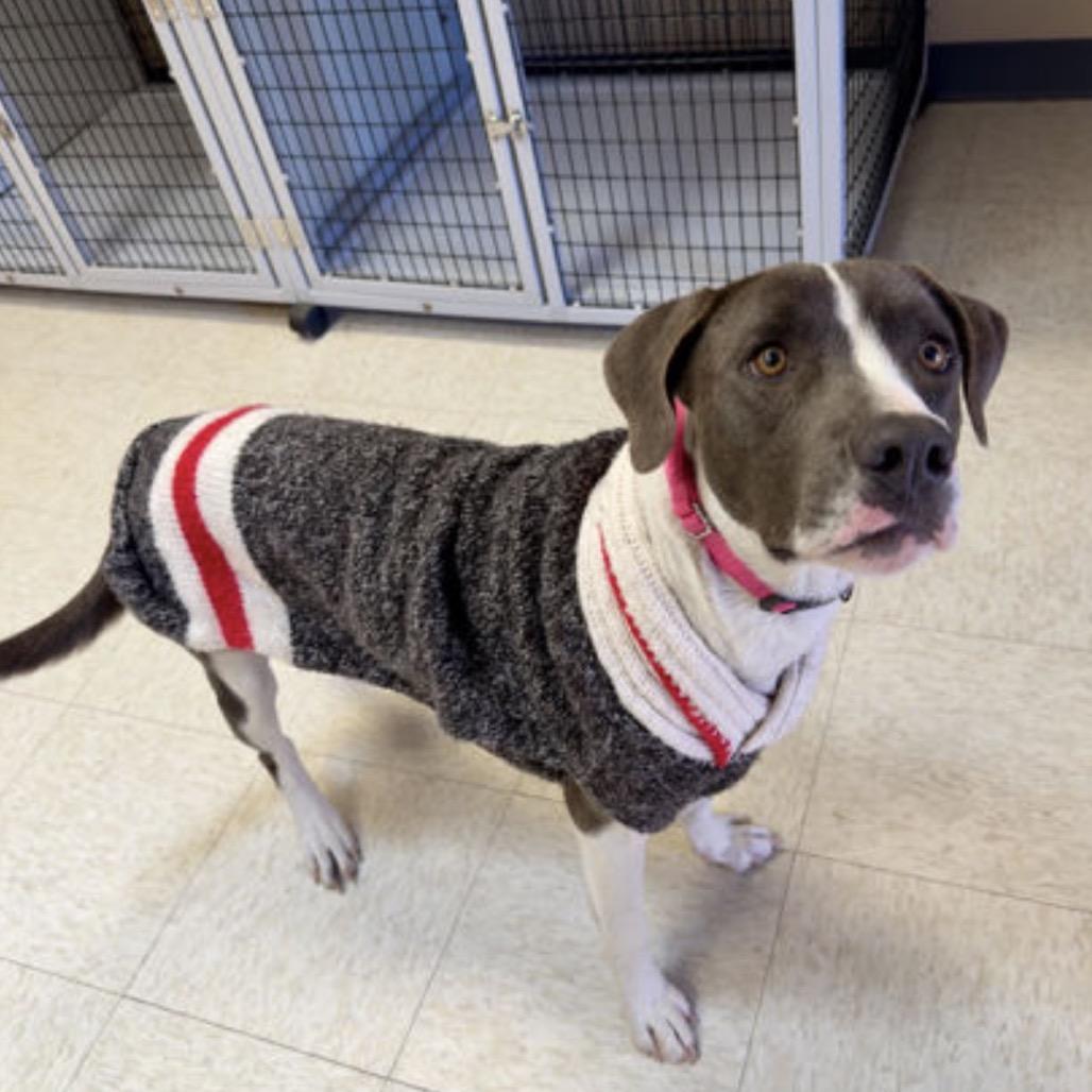 Enlarge 6 (2026) Missy Moo Moo, a Adoptable Pit Bull Terrier in Parker, CO image 5/6
