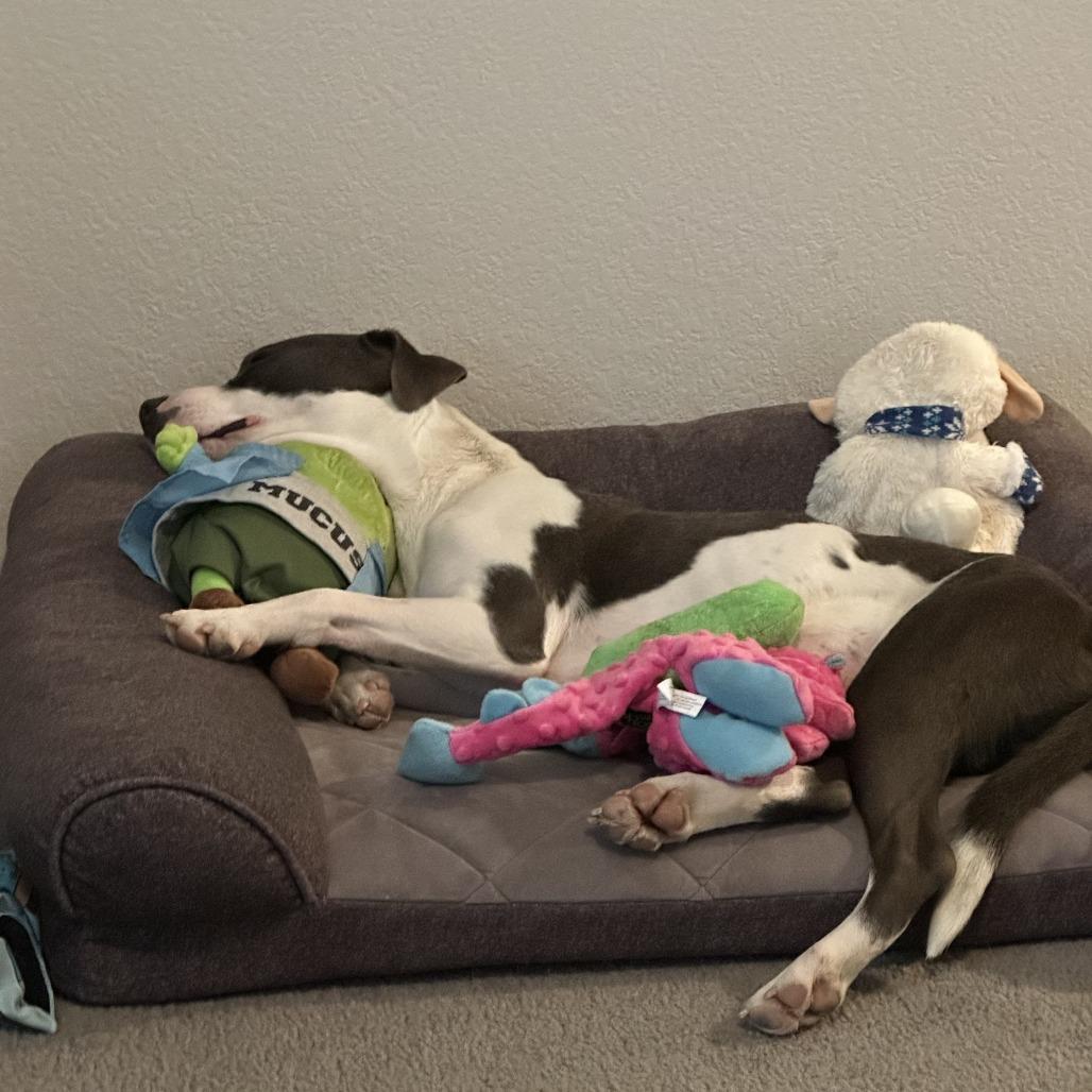 Enlarge 6 (2026) Missy Moo Moo, a Adoptable Pit Bull Terrier in Parker, CO image 6/6