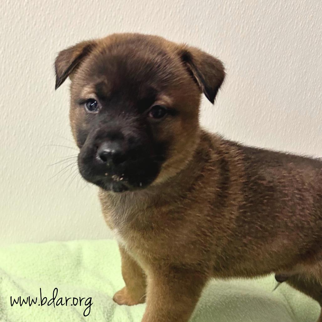 Zyler, Adoptable, Puppy Male Akita & Mixed Breed.