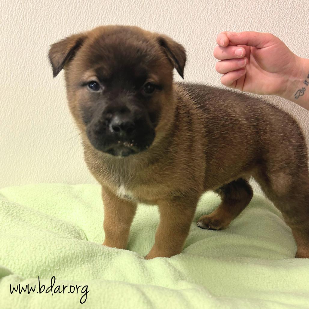Zyler, a Adoptable mixed breed in Cheyenne, WY image 2/2