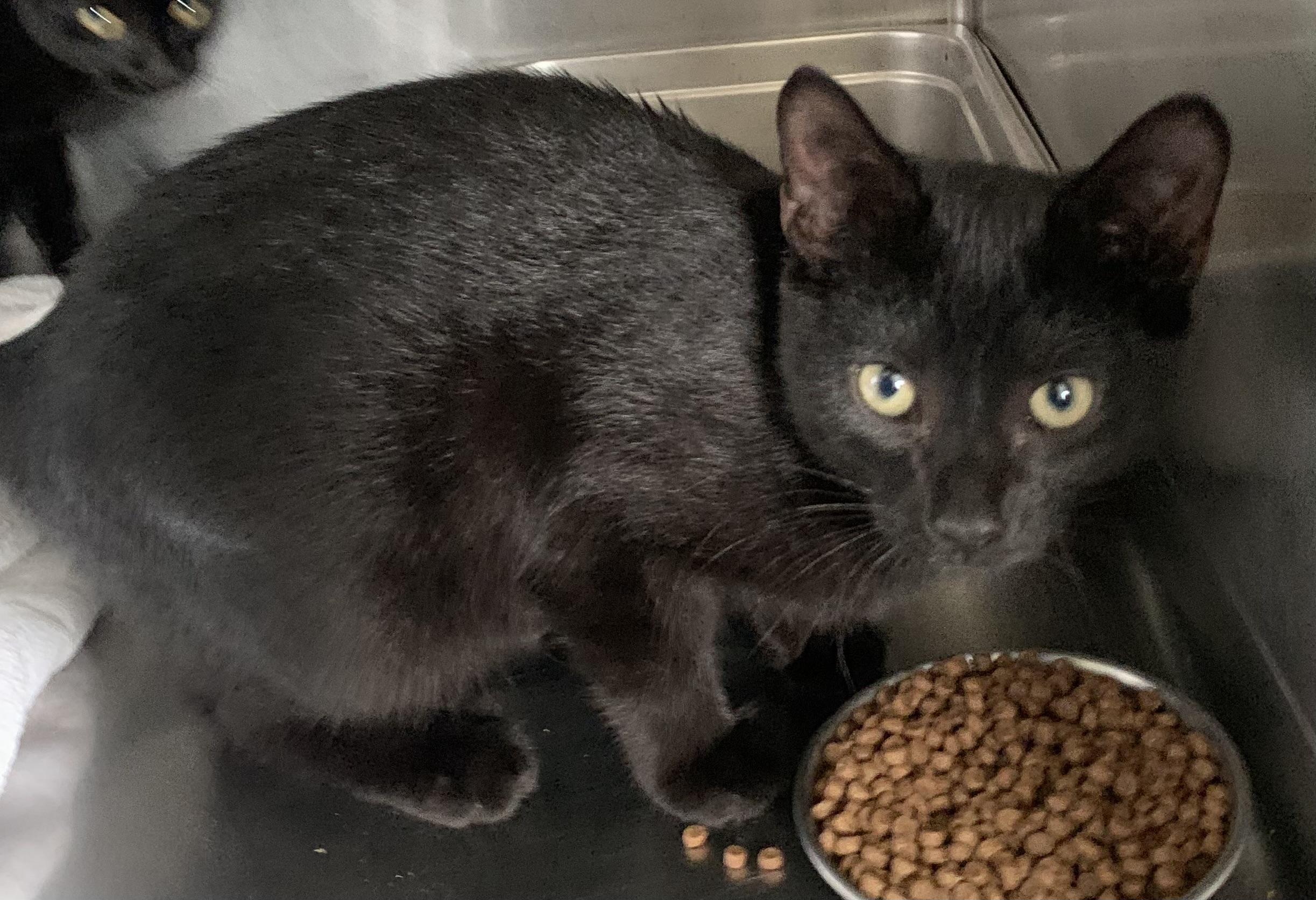 Prince, Adoptable, Young Male Domestic Short Hair.