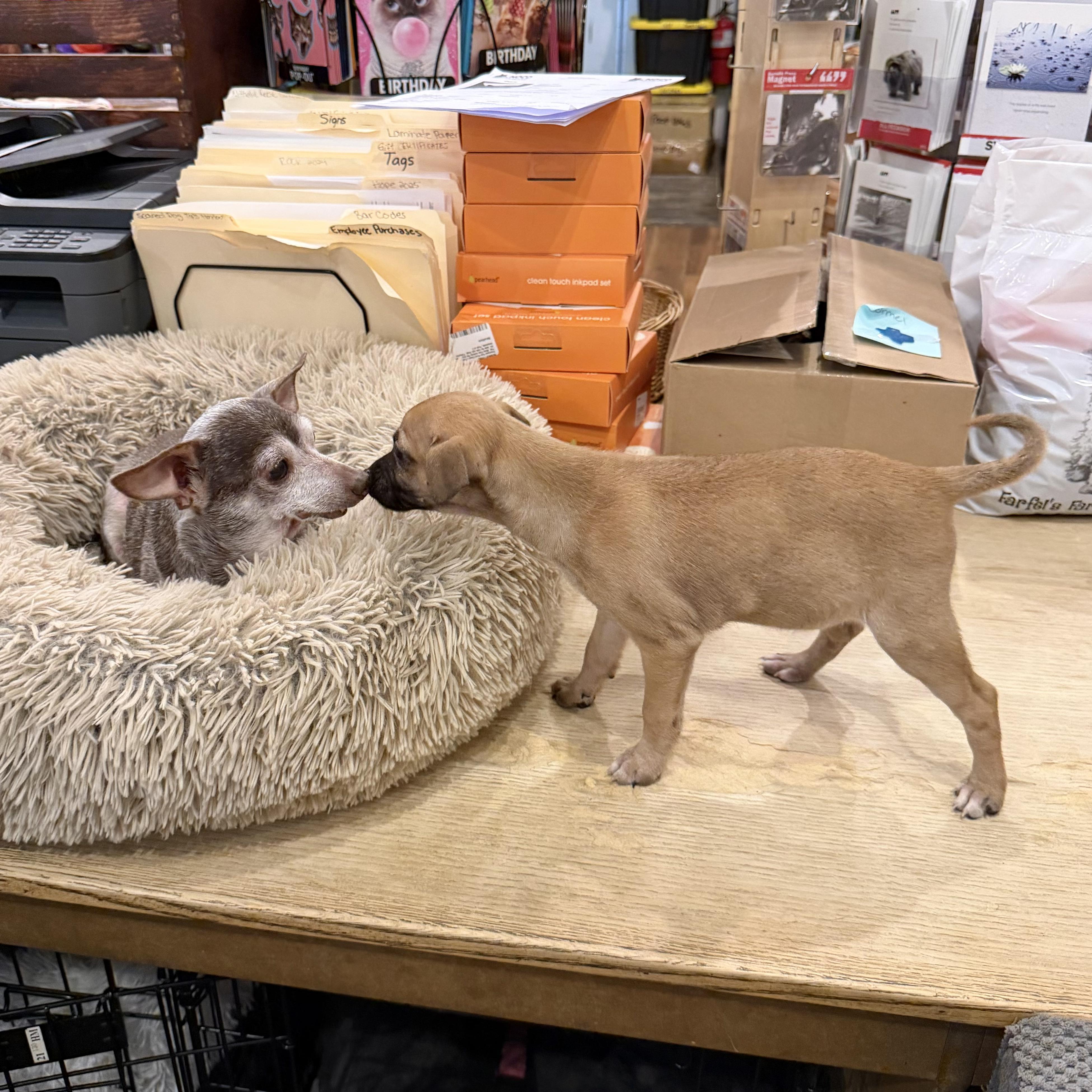 Enlarge Honey, an adopted mixed breed in Boulder, CO image 4/6