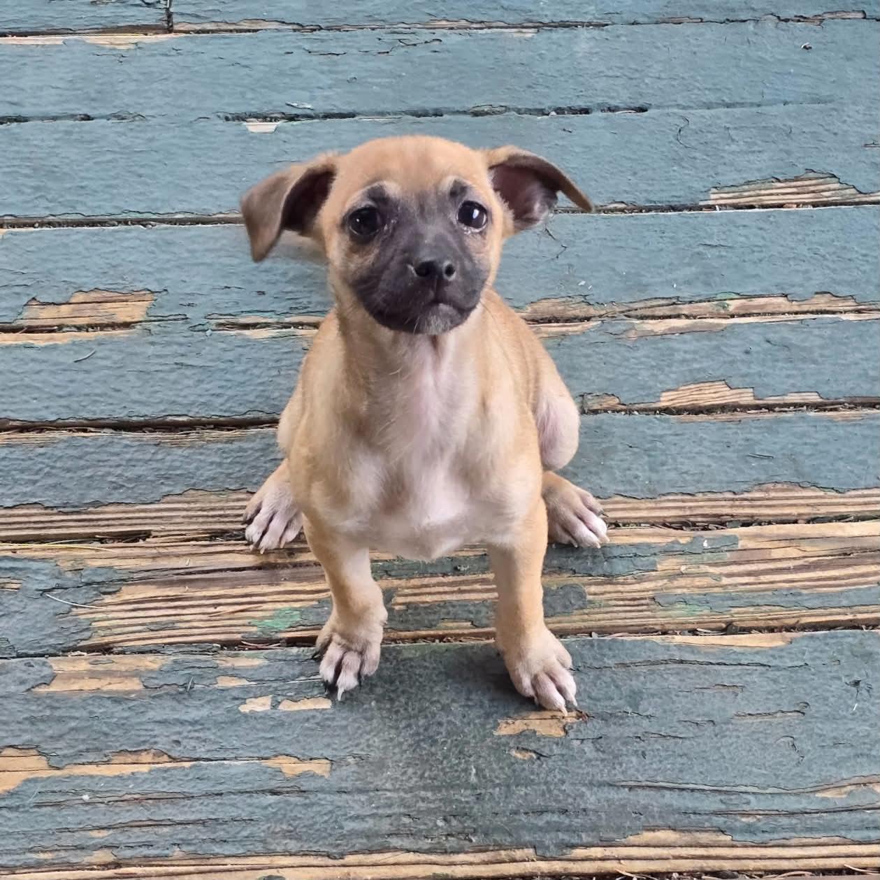 Enlarge Honey, an adopted mixed breed in Boulder, CO image 6/6