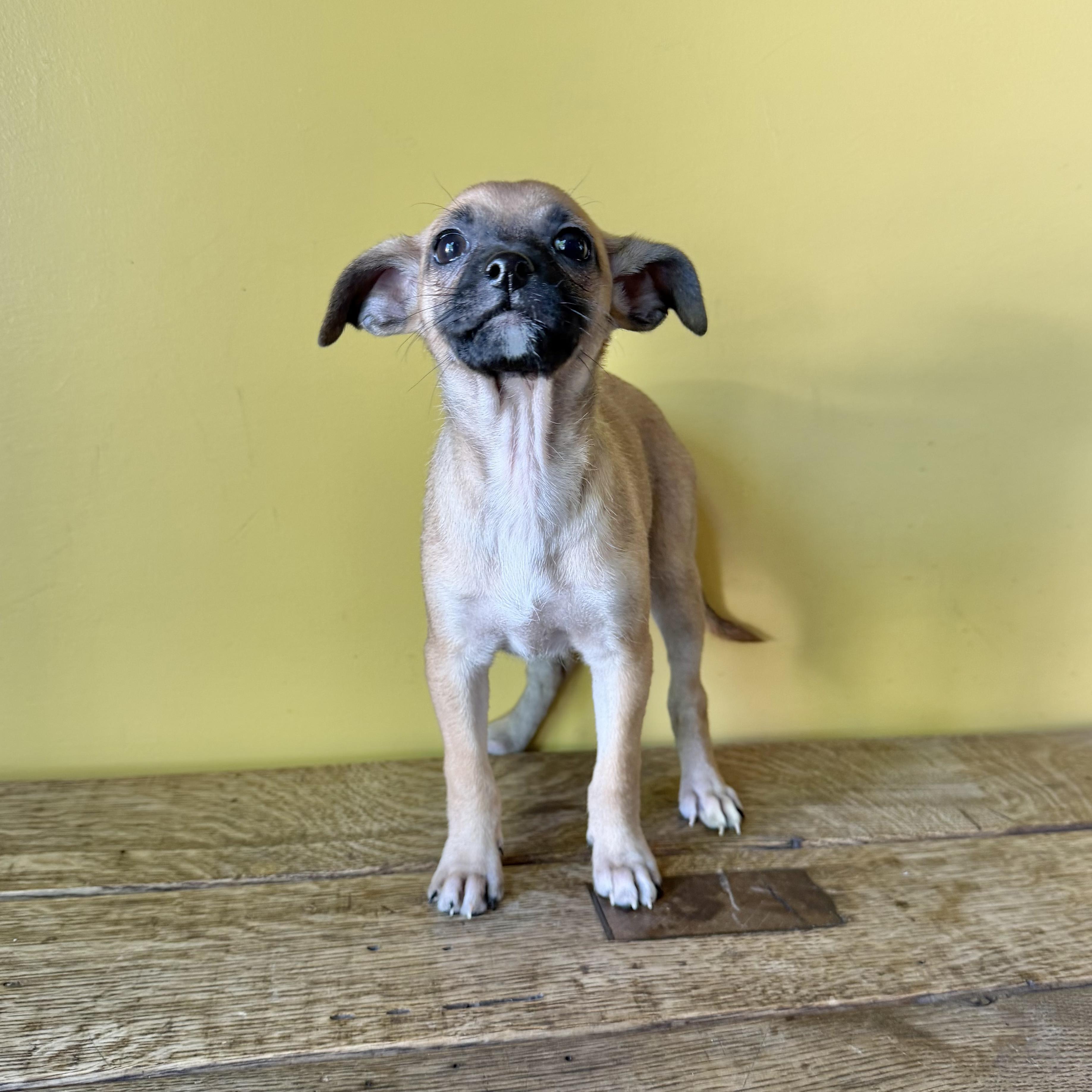 Enlarge Honey, an adopted mixed breed in Boulder, CO image 3/6