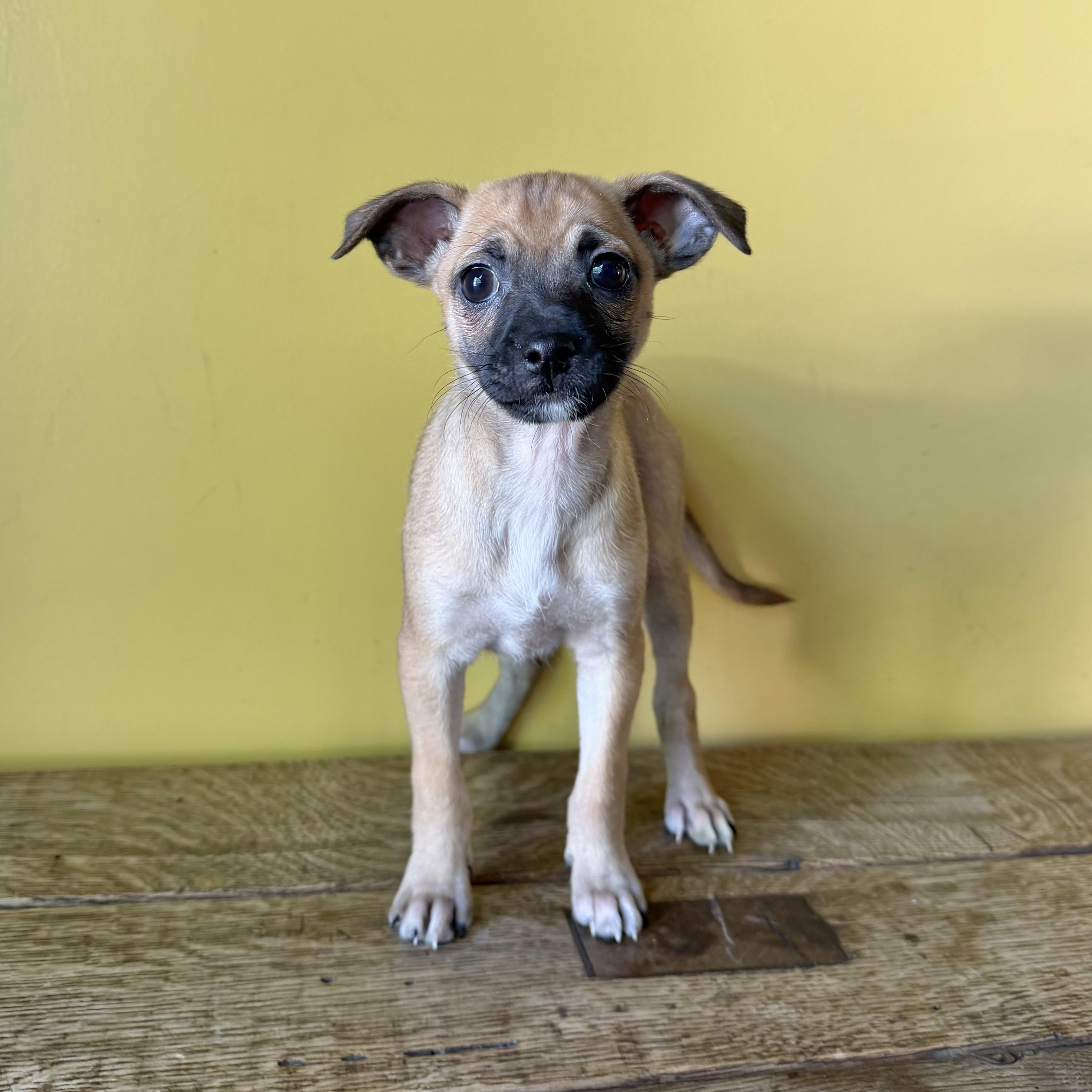 Enlarge Honey, an adopted mixed breed in Boulder, CO image 5/6